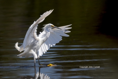 Egret;Egretta-thula;Forage;One;Snowy-Egret;avifauna;bird;birds;color-image;color